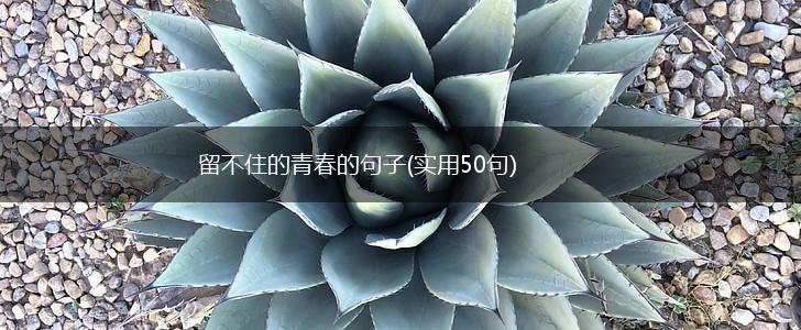 留不住的青春的句子(实用50句),第1张