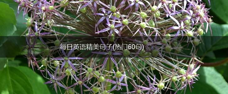 每日英语精美句子(热门60句),第1张