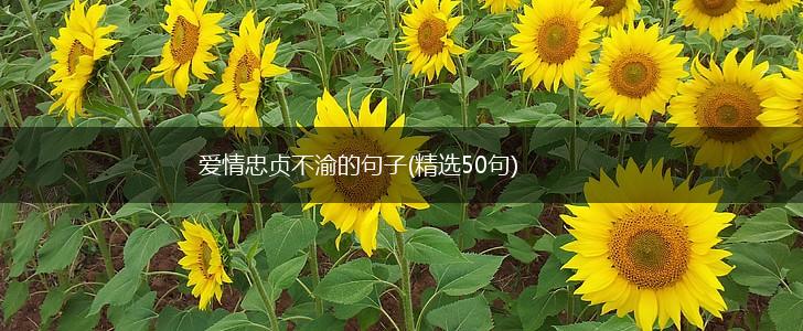 爱情忠贞不渝的句子(精选50句),第1张