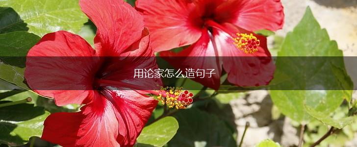 用论家怎么造句子,第1张 用论家怎么造句子,第1张