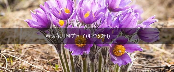 春暖花开唯美句子(汇总50句),第1张