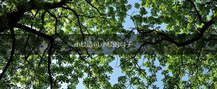 小经造句,小经的句子,第1张