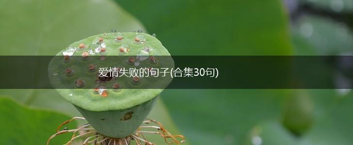 爱情失败的句子(合集30句),第1张