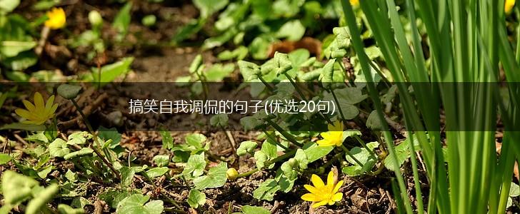 搞笑自我调侃的句子(优选20句),第1张