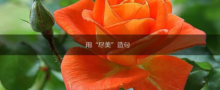 用“尽美”造句,第1张