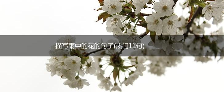 描写雨中的花的句子(热门11句),第1张