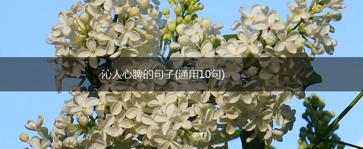 沁人心脾的句子(通用10句),第1张
