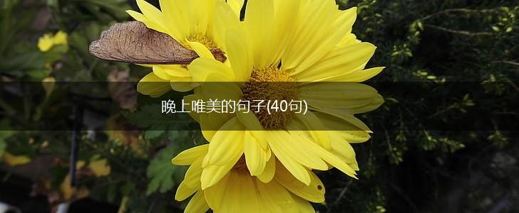 晚上唯美的句子(40句),第1张