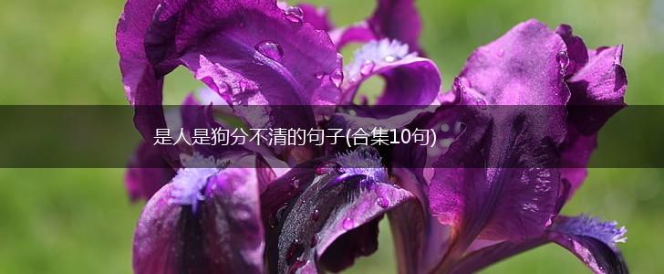 是人是狗分不清的句子(合集10句),第1张