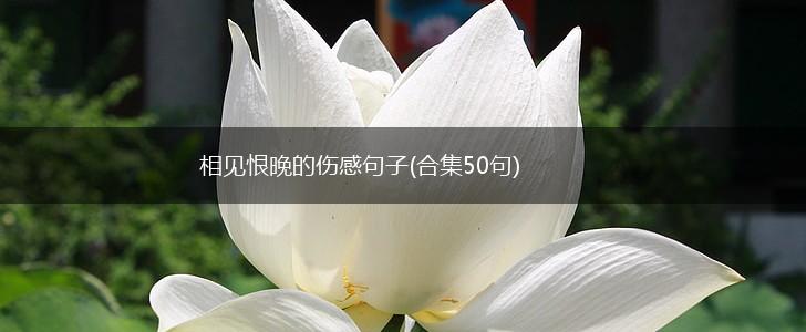 相见恨晚的伤感句子(合集50句),第1张