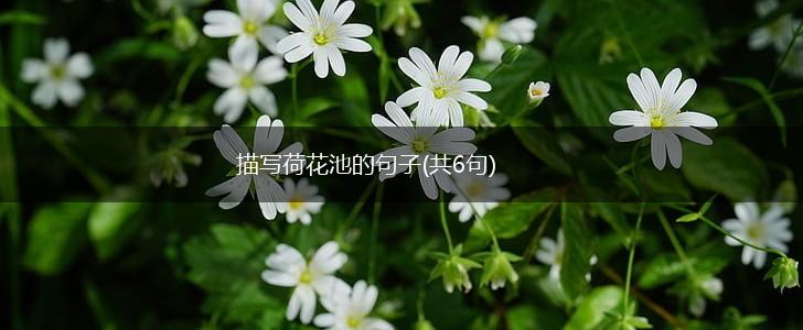描写荷花池的句子(共6句),第1张