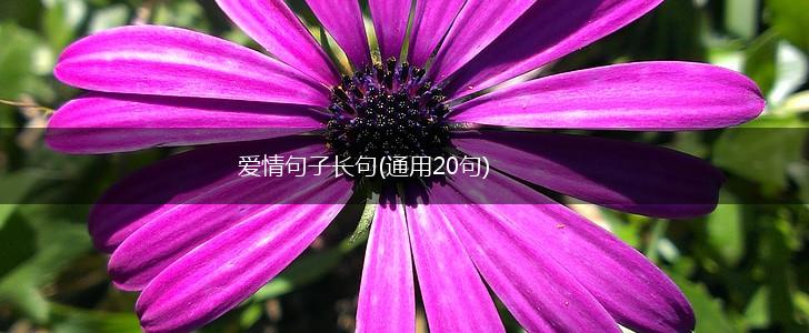 爱情句子长句(通用20句),第1张