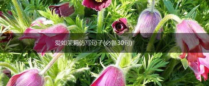 爱如茉莉仿写句子(必备30句),第1张