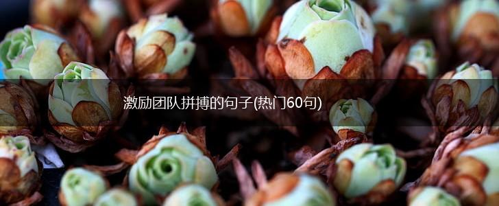 激励团队拼搏的句子(热门60句),第1张