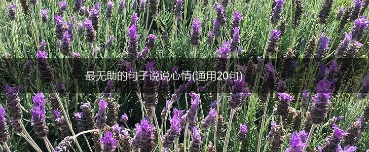 最无助的句子说说心情(通用20句),第1张
