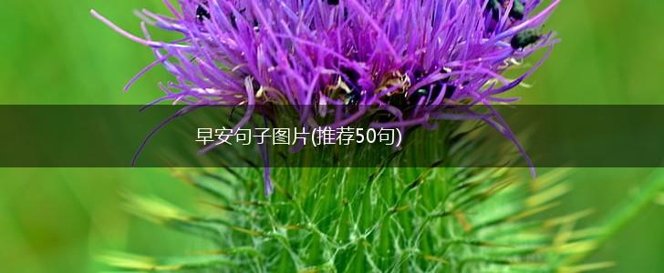 早安句子图片(推荐50句),第1张
