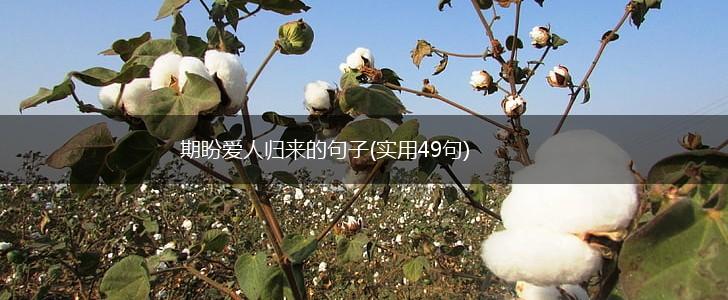 期盼爱人归来的句子(实用49句),第1张