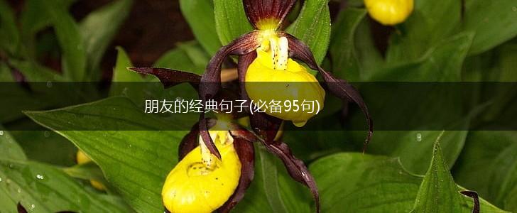 朋友的经典句子(必备95句),第1张