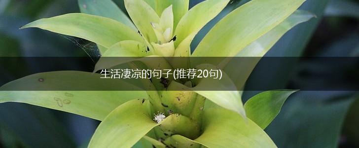生活凄凉的句子(推荐20句),第1张