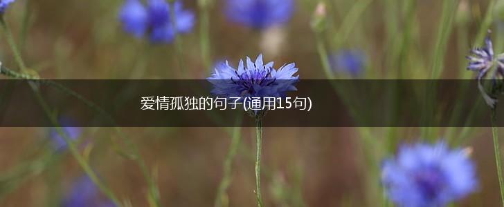 爱情孤独的句子(通用15句),第1张