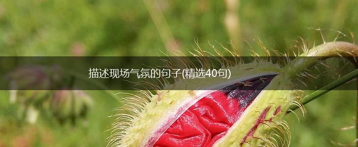 描述现场气氛的句子(精选40句),第1张
