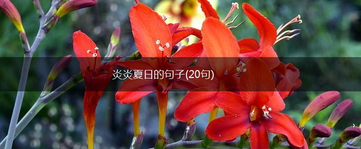 炎炎夏日的句子(20句),第1张