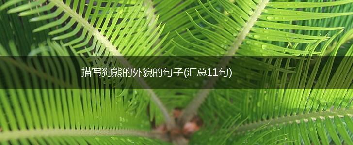 描写狗熊的外貌的句子(汇总11句),第1张