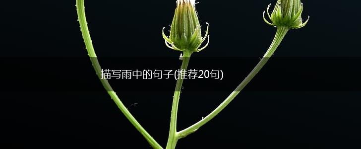 描写雨中的句子(推荐20句),第1张