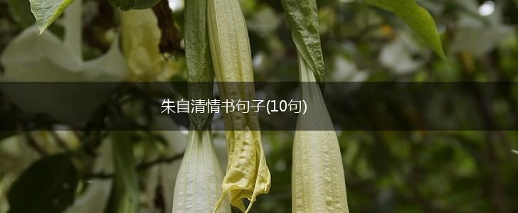 朱自清情书句子(10句),第1张