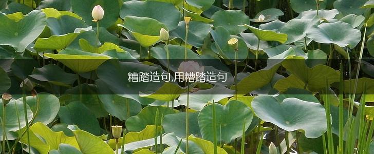 糟踏造句,用糟踏造句,第1张 糟踏造句,用糟踏造句,第1张