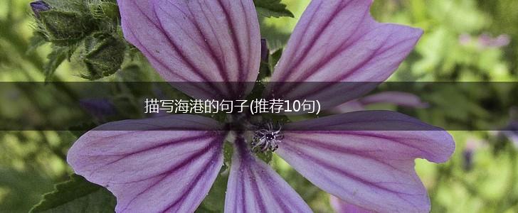 描写海港的句子(推荐10句),第1张
