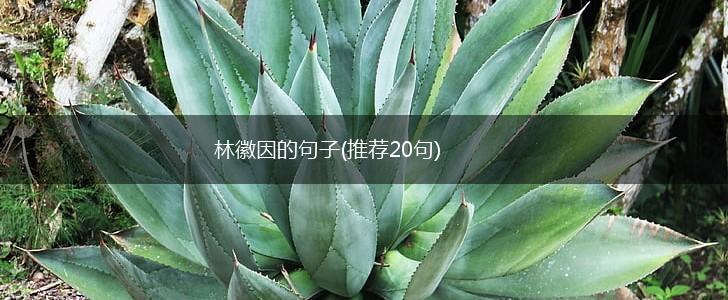 林徽因的句子(推荐20句),第1张