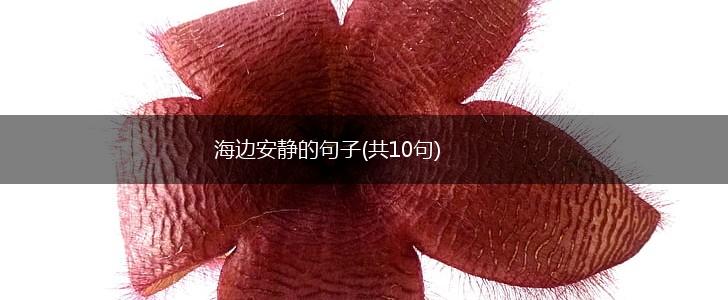 海边安静的句子(共10句),第1张