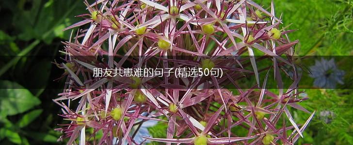 朋友共患难的句子(精选50句),第1张