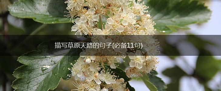 描写草原天路的句子(必备11句),第1张