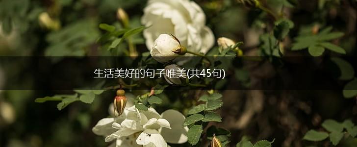 生活美好的句子唯美(共45句),第1张