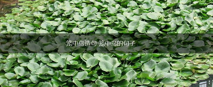 笼中鸟造句 笼中鸟的句子,第1张 笼中鸟造句 笼中鸟的句子,第1张