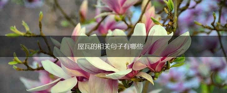 屋瓦的相关句子有哪些,第1张 屋瓦的相关句子有哪些,第1张