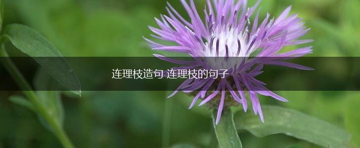 连理枝造句 连理枝的句子,第1张
