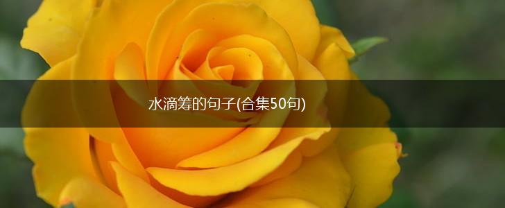 水滴筹的句子(合集50句),第1张