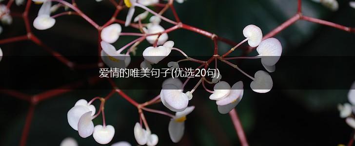 爱情的唯美句子(优选20句),第1张