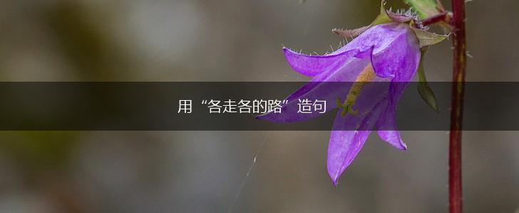 用“各走各的路”造句,第1张