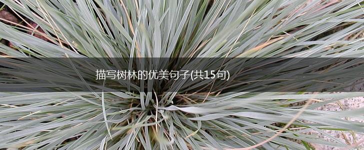 描写树林的优美句子(共15句),第1张