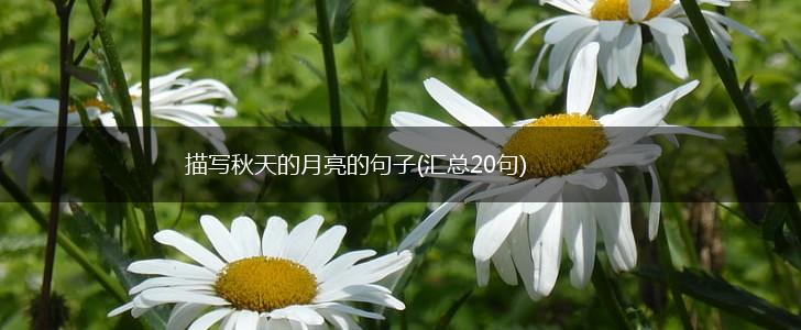 描写秋天的月亮的句子(汇总20句),第1张