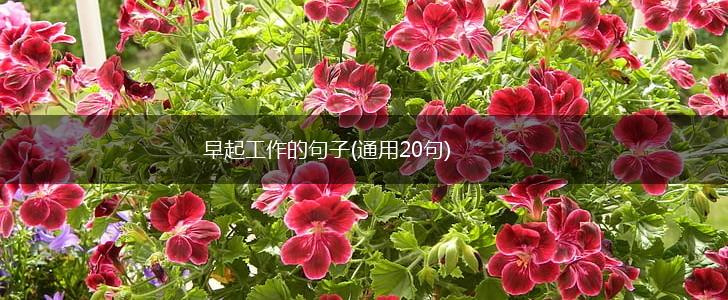 早起工作的句子(通用20句),第1张