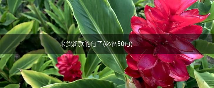 来货新款的句子(必备50句),第1张