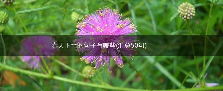 春天下雪的句子有哪些(汇总50句),第1张
