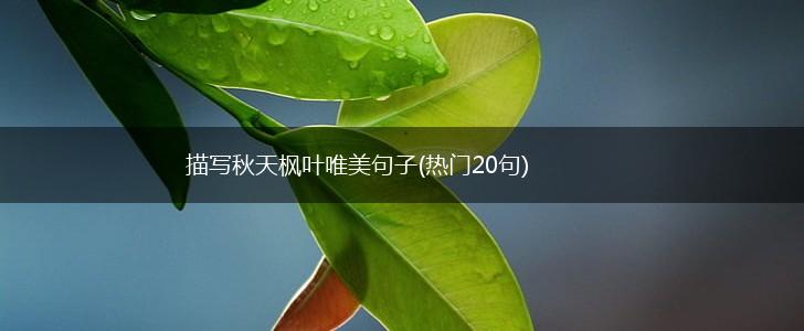 描写秋天枫叶唯美句子(热门20句),第1张
