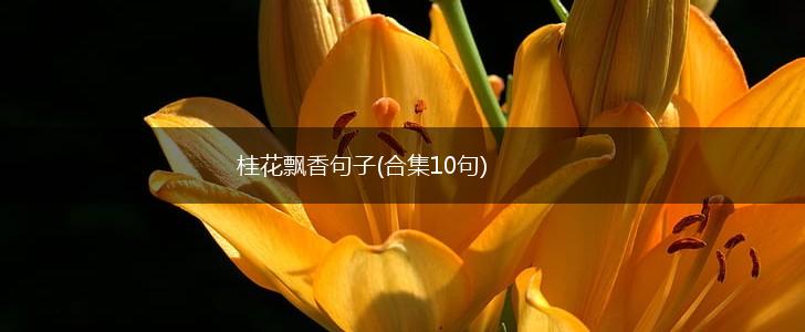 桂花飘香句子(合集10句),第1张