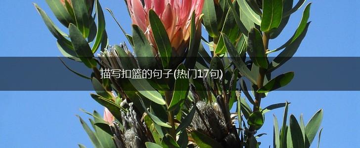 描写扣篮的句子(热门17句),第1张